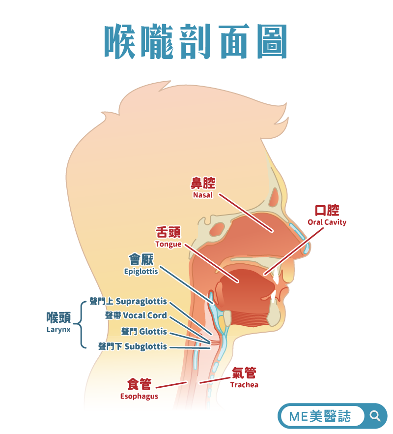 喉嚨剖面圖