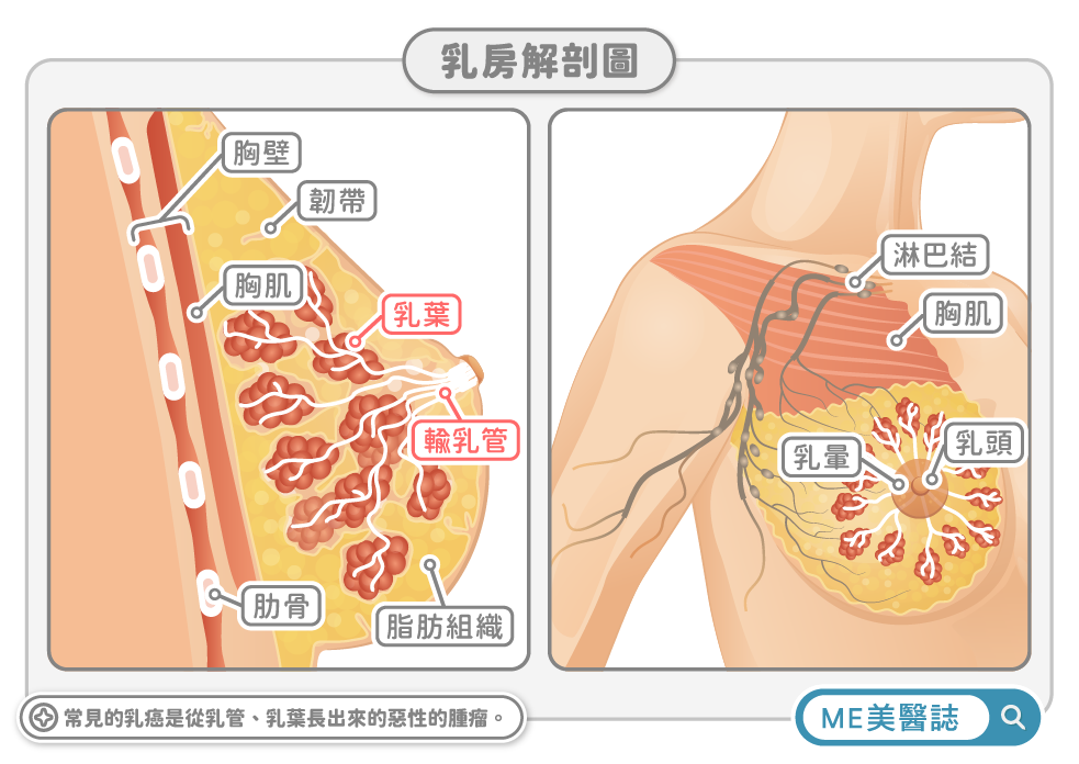 乳房解剖圖