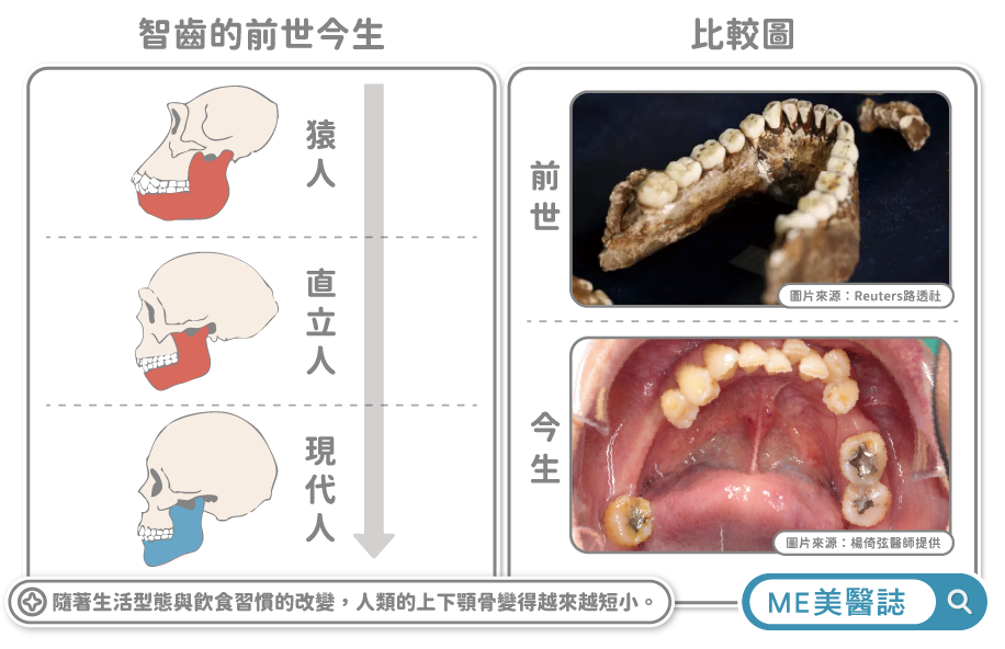 上下顎骨演化示意圖