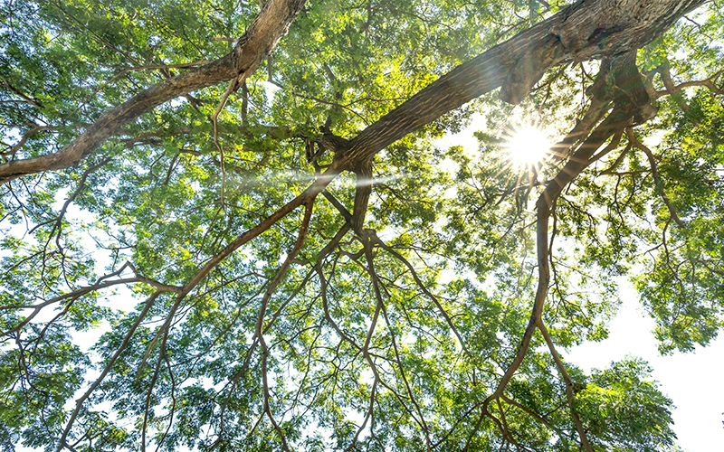 北市聯醫攜手台北植物園、亞東醫院，跨院開立「綠色處方箋」助民眾紓壓好眠