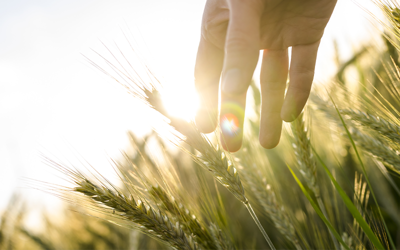 穀雨節氣到！中醫師推1茶飲4穴道教你健脾祛濕