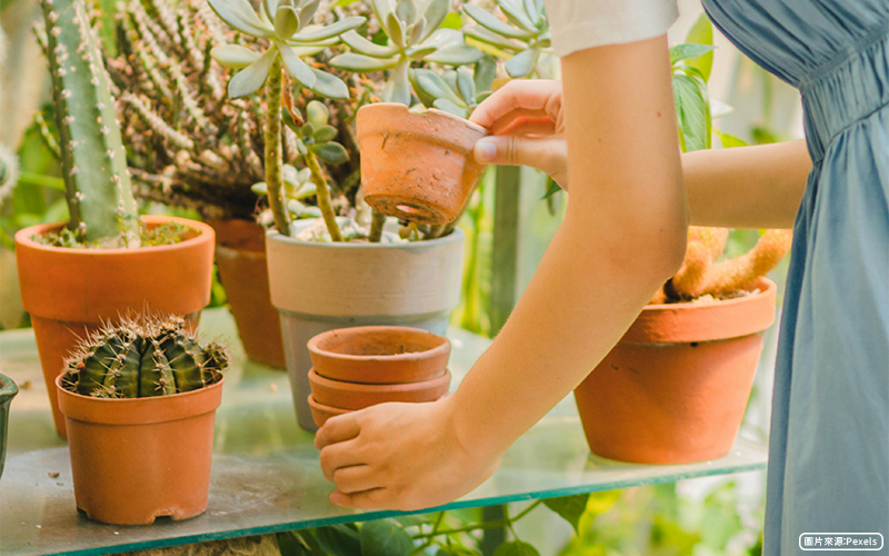 下雨後記得做「這件事」，預防登革熱與屈公病